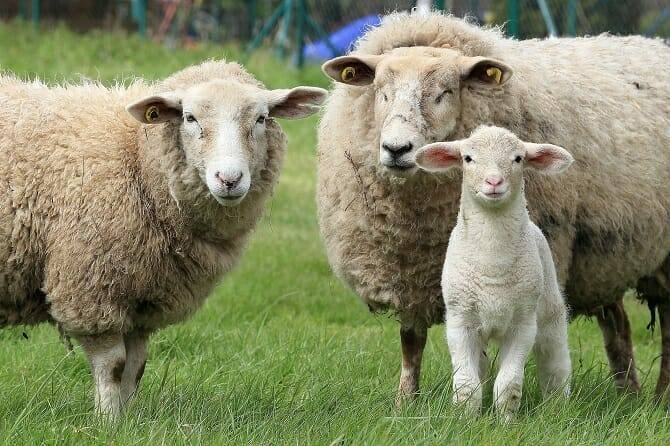 Tiergestützte Arbeit Ausbildung - zwei Schafe mit Lamm auf einer Wiese