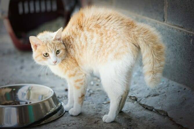 Tierpsychologie Ausbildung - ängstliche Katze mit aufgewölbtem Rücken