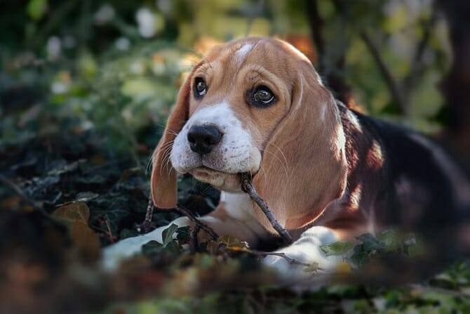Tierpsychologie Ausbildung - Beagle kaut im Wald auf dem Boden auf einem Ast rum