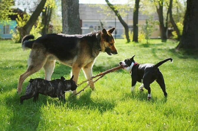Tierpsychologie Ausbildung - drei freundliche Hunde spielen im Frühling mit einem Stock im Park