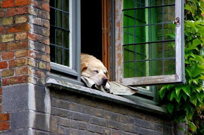 Tierpsychologie Ausbildung - entspannter Hund schläft auf einem Kissen auf der Fensterbank