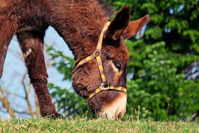 Tierpsychologie Ausbildung - Esel mit schwarz-gelbem Halfter grast auf einer Wiese