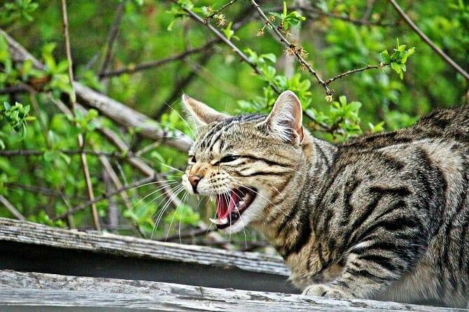 Tierpsychologie Ausbildung - fauchende Katze in der Natur