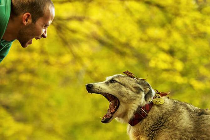 Tierpsychologie Ausbildung - Hund und Herrchen schreibe und bellen sich an