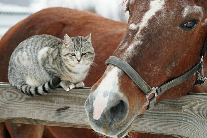 Tierpsychologie Ausbildung - junge graue Katze sucht den Kontakt zu einem Pferd auf einem Weidezaun