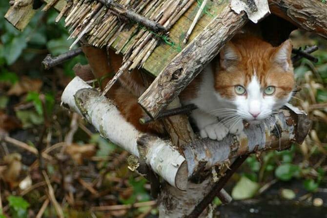 Tierpsychologie Ausbildung - Katze sitzt in Vogelhaus