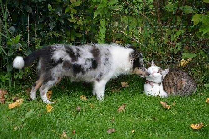 Tierpsychologie Ausbildung - Katze wird von freundlichem Hund am Gartenzaun beschnuppert