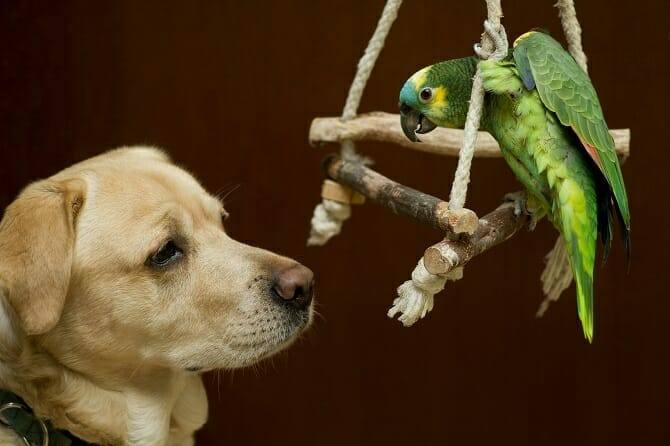 Tierpsychologie Ausbildung - Labrador freundet sich mit einem Amazonenpapagei an