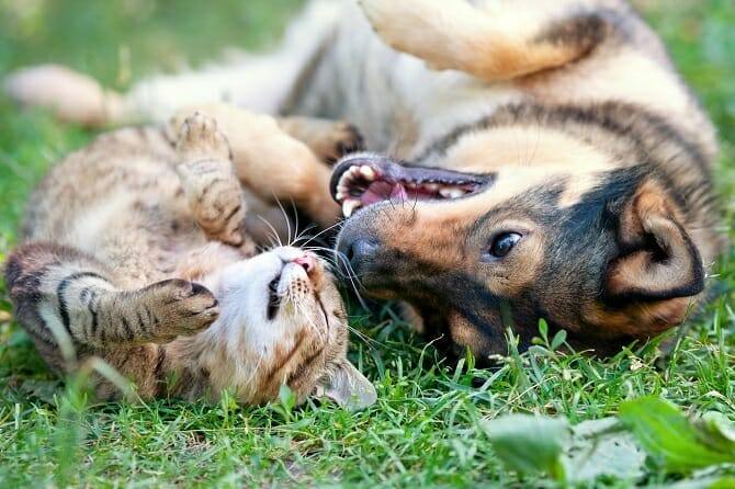 Tierpsychologie Ausbildung - liegende Katze und Hund spielen draußen auf einer Wiese