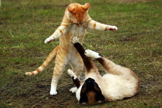 Tierpsychologie Ausbildung - Machtspielchen zweier Katzen auf einer Wiese