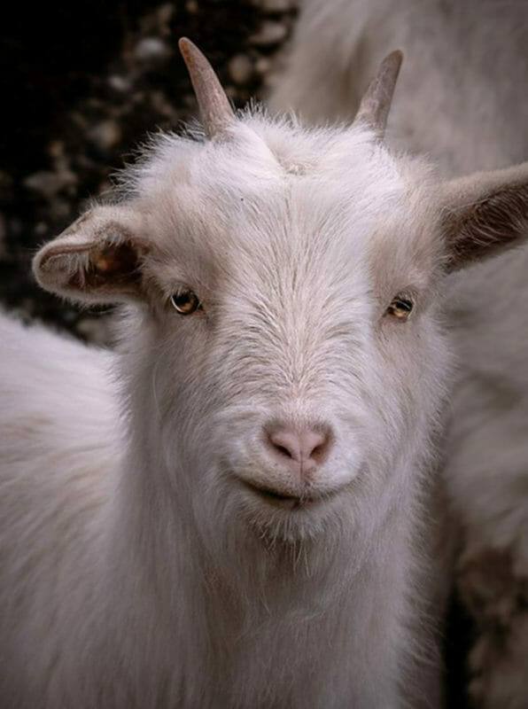 Tierpsychologie Ausbildung - Portrait einer jungen Ziege