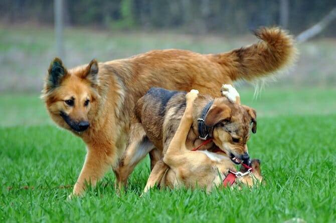 Tierpsychologie Ausbildung - zwei Hunde kämpfen auf einer Wiese und werden dabei von einem dritten Hund beobachtet
