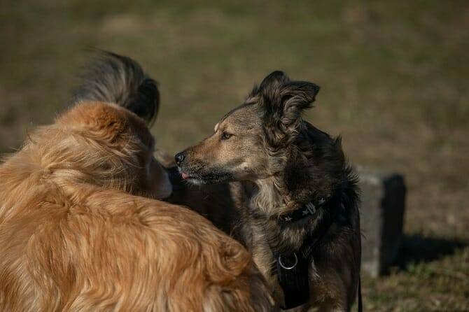 Tierpsychologie Ausbildung - zwei Hunde lernen sich auf einer Wiese kennen