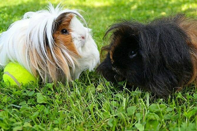 Tierpsychologie Ausbildung - zwei Meerschweinchen sitzen mit einem Tennisball im Gras