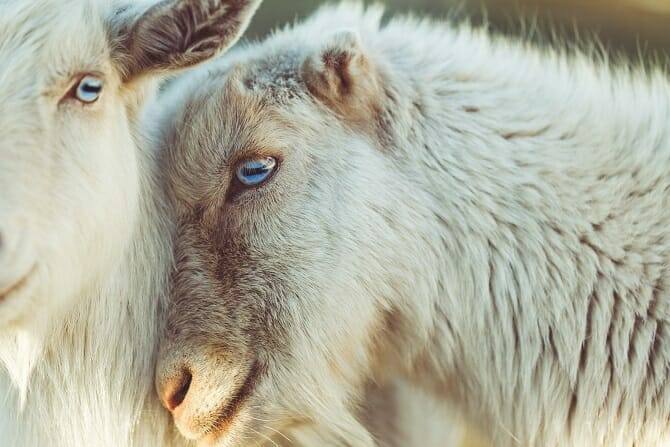 Tierpsychologie Ausbildung - zwei Ziegen mit blauen Augen kuscheln