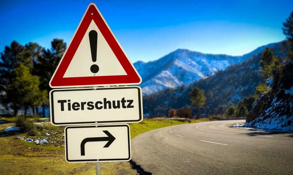 Tierschutzhundeverordnung: Novellierung für eine tierschutzgerechte Haltung und Nutzung der Hunde