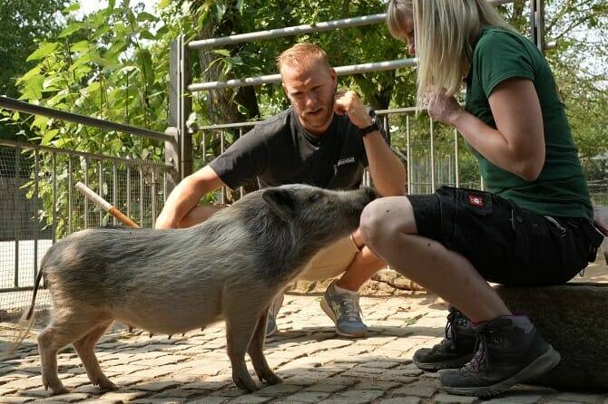 Tiertrainer Ausbildung - Arbeit mit Minischwein in der Ausbildung zum Tiertrainer