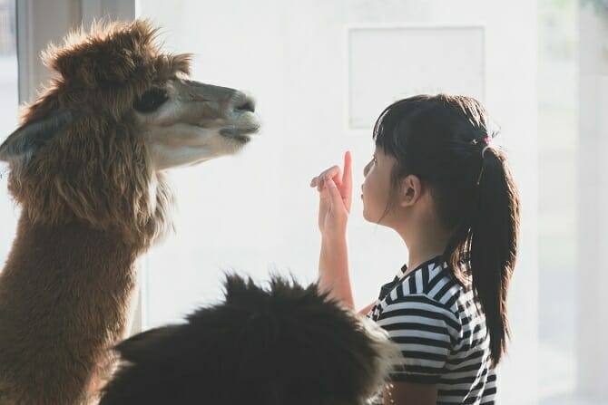 Tiertrainer Ausbildung - asiatisches Mädchen bringt Alpaka einen Trick bei