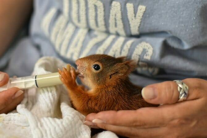 Tiertrainer Ausbildung - Baby Eichhörnchen trinkt aus Spritze
