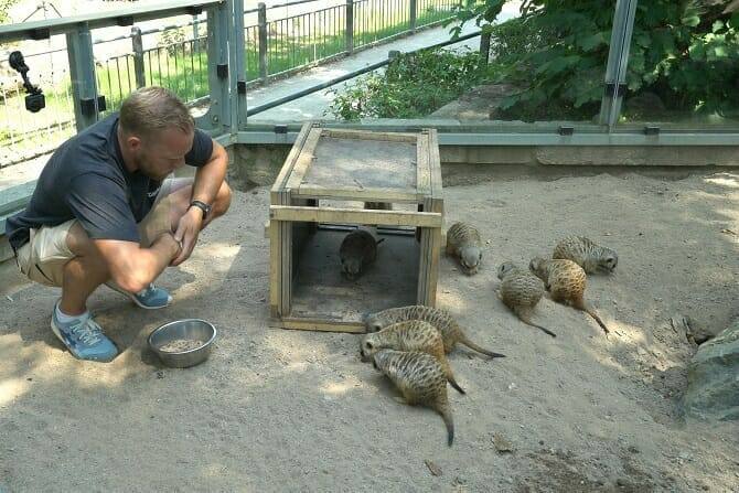 Tiertrainer Ausbildung - Erdmännchen mit Mensch in einem Gehege