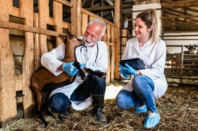 Tiertrainer Ausbildung - glücklicher Tierarzt und Tierärztin behandeln eine Ziege in ihrem Stall