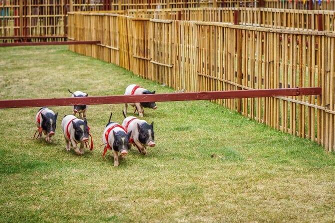 Tiertrainer Ausbildung - Gruppe mini pigs beim Wettrennen