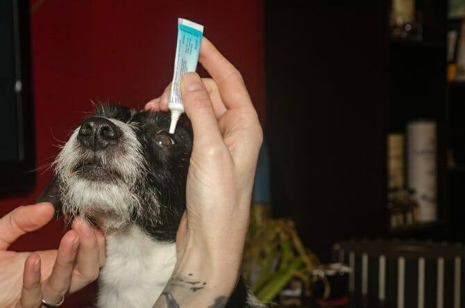 Tiertrainer Ausbildung - Hund bekommt Augentropfen