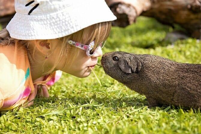 Tiertrainer Ausbildung - Kind teilt Grashalm mit Meerschweinchen