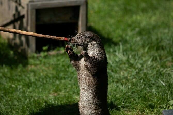 Tiertrainer Ausbildung - Otter beim Training auf einer grünen Wiese