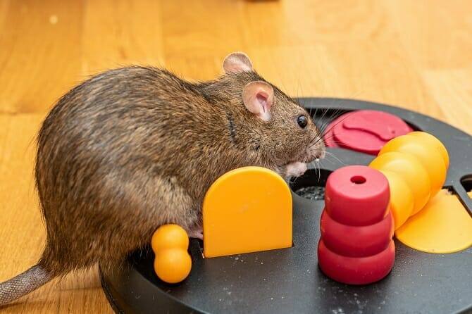 Tiertrainer Ausbildung - Ratte beim Intelligenztraining