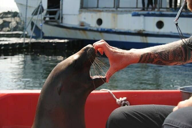 Tiertrainer Ausbildung - Robbe mit geöffnetem Maul auf einem Boot