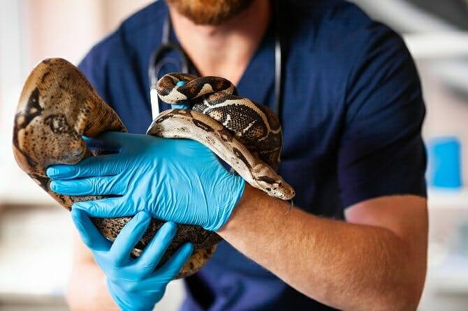 Tiertrainer Ausbildung - Tierarzt kümmert sich um eine Schlange