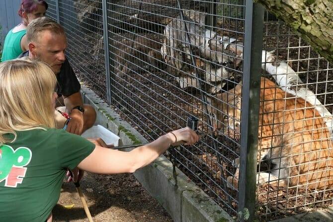 Tiertrainer Ausbildung - Tiertrainer filmen Luchse in einem Tierpark