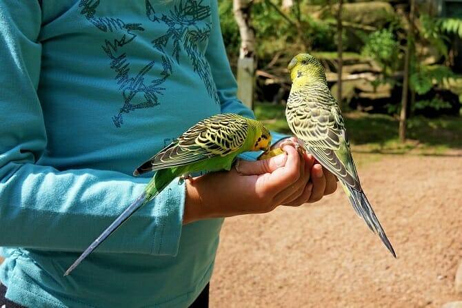 Tiertrainer Ausbildung - zwei Wellensittiche fressen von der Hand in einem Park