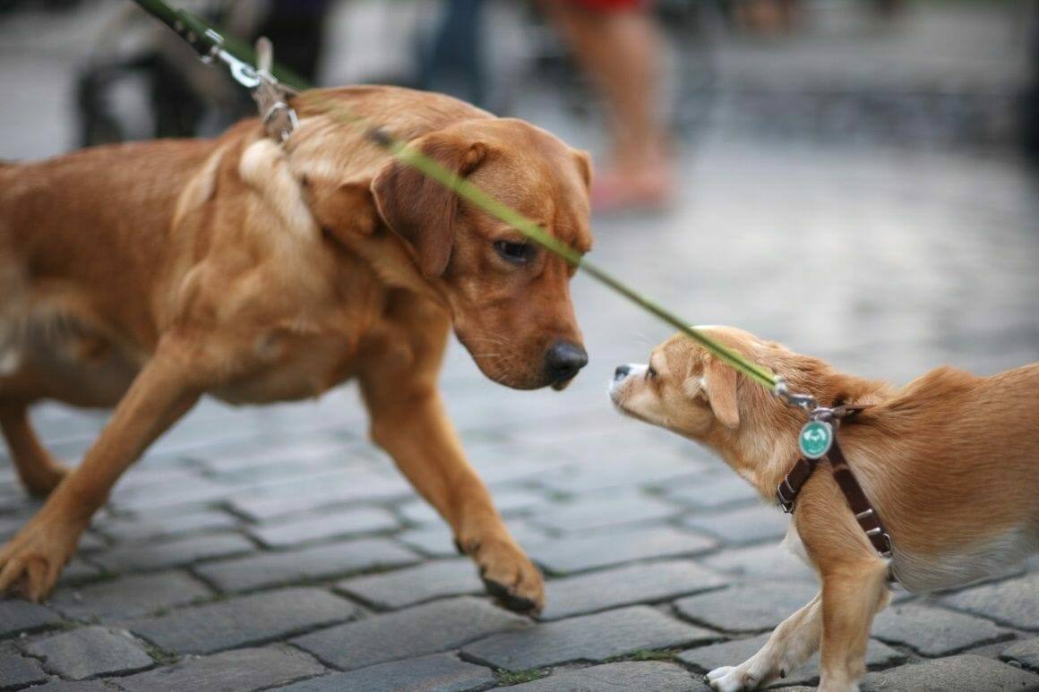 Tipps für stressfreie Hundebegegnungen an der Leine - Leinenaggression vorbeugen