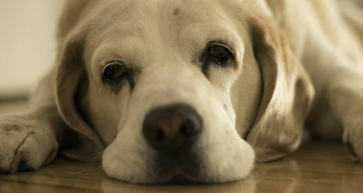 Tipps & Tricks gegen Langeweile beim Hund