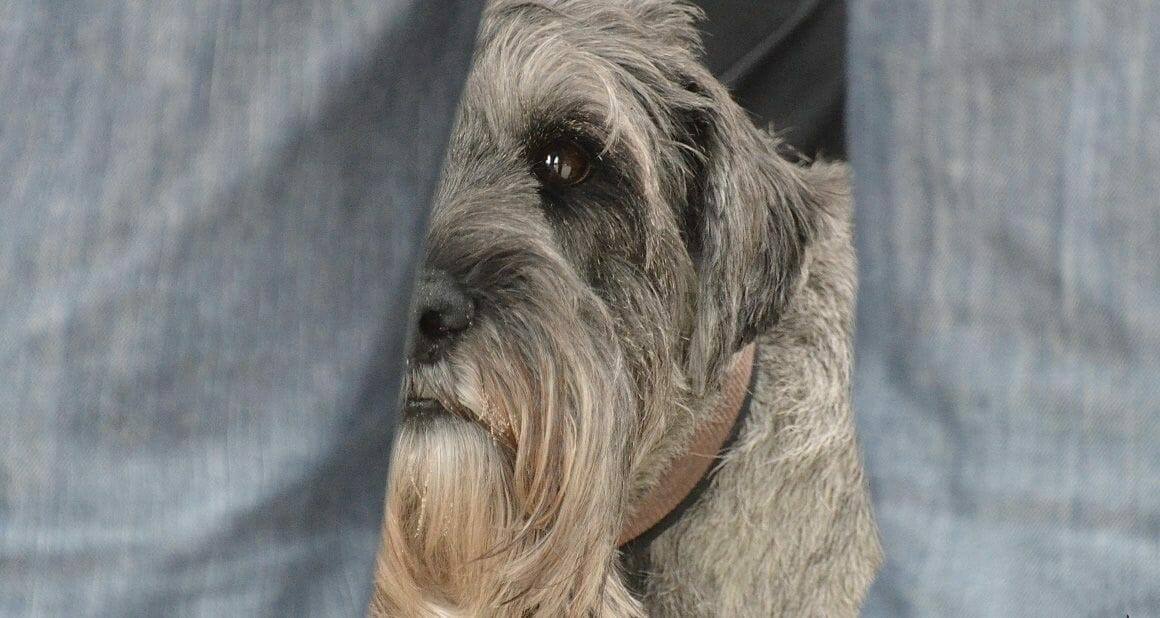 Trennungsstress beim Hund: Rückkehr zur Routine