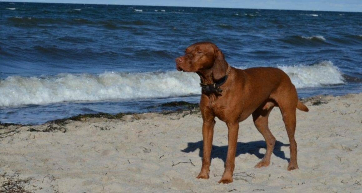 Übergewicht bei Hunden: Schlanke Hunde leben länger