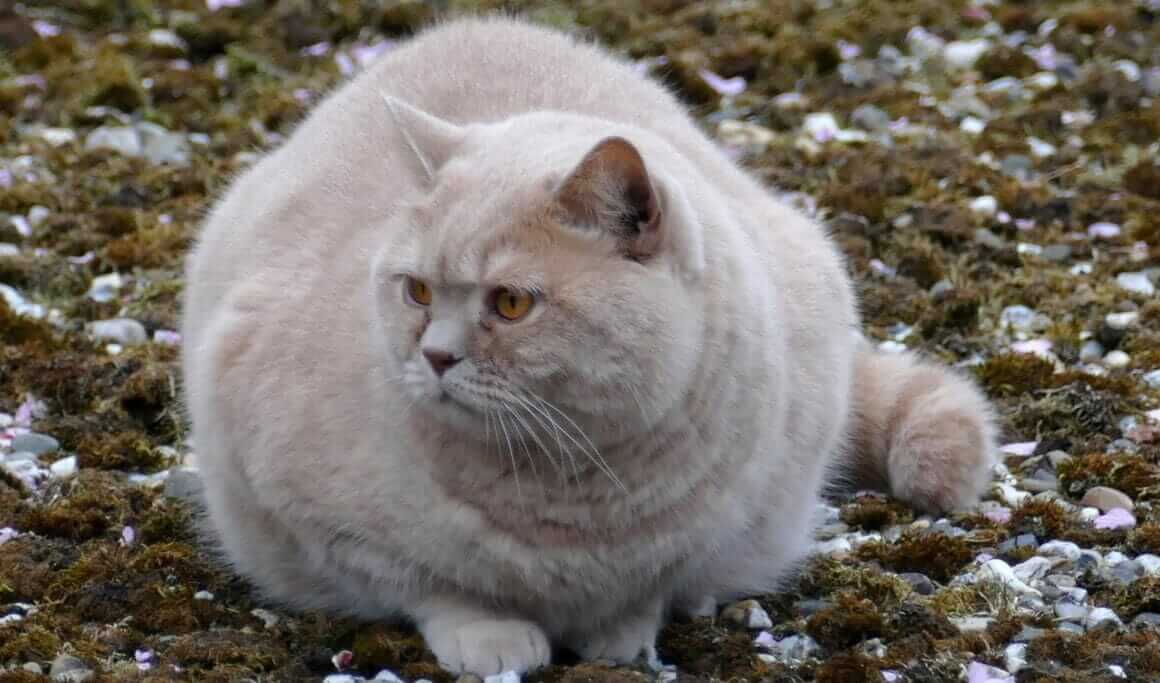 Übergewichtige Katzen – Mit durchdachter Diät zum Idealgewicht