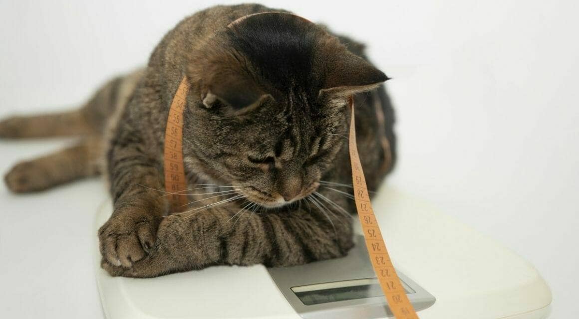 Übergewichtige Katzen - Ursachen und Folgen der Adipositas bei Katzen