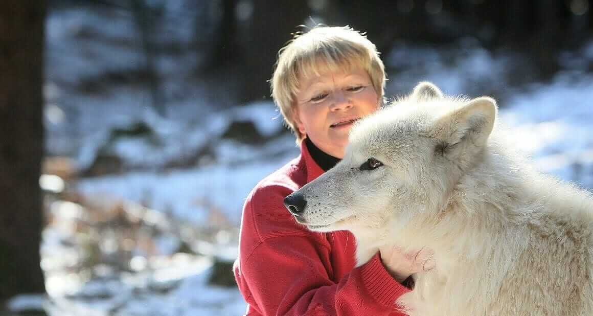 Wolfsangriffe - Fakt oder Fiktion?