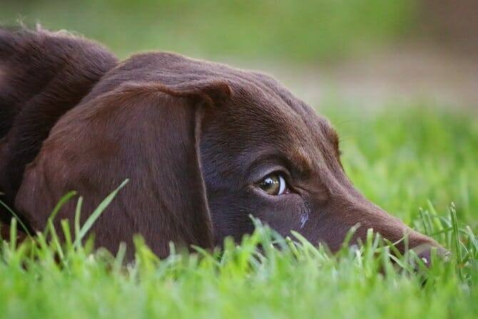 ATN Akademie Voraussetzungen - Kopf eines Labradors im Gras