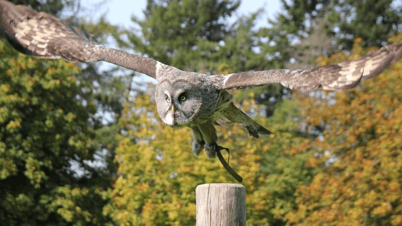 Bartkauz im Anflug