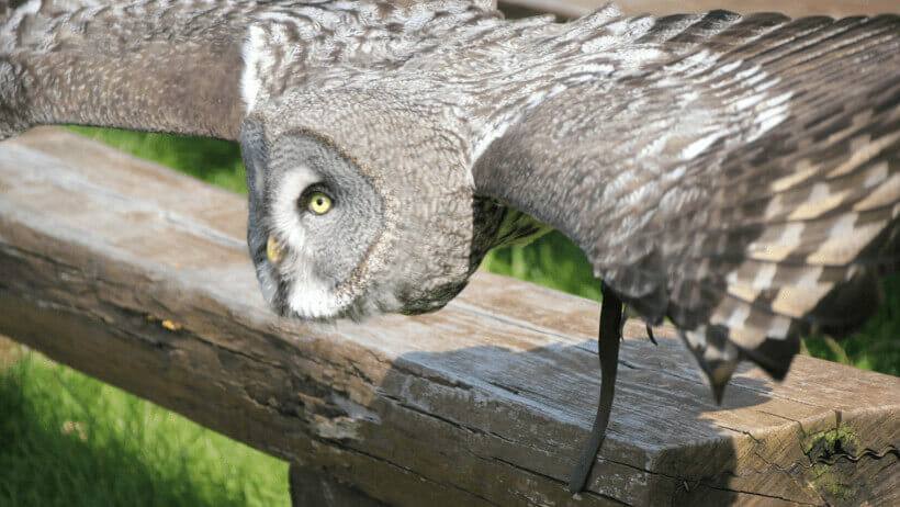 Bartkauz im Tiefflug