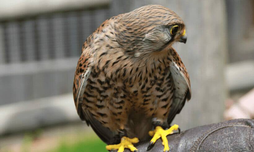 Der Falke