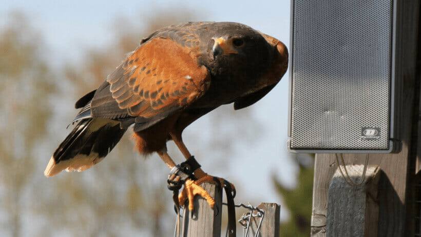 Der Harris-Hawk vor einem Lautsprecher