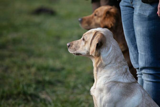 Hundetrainer Ausbildung Berufsbild - Zwei Hunde im Training mit Mensch