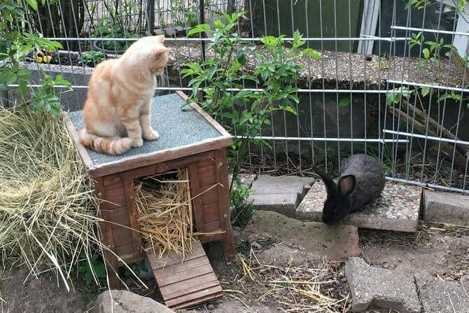 Katzenverhaltensberater Ausbildung - Katze sitzt auf einer Hütte in einem Kaninchenkäfig neben einem Kaninchen