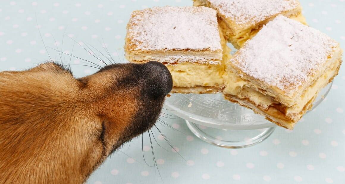 Birkenzucker (Xylit): Gift für Hunde