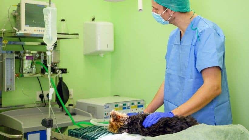 Xylit-Vergiftung beim Hund ist ein intensivmedizinischer Notfall